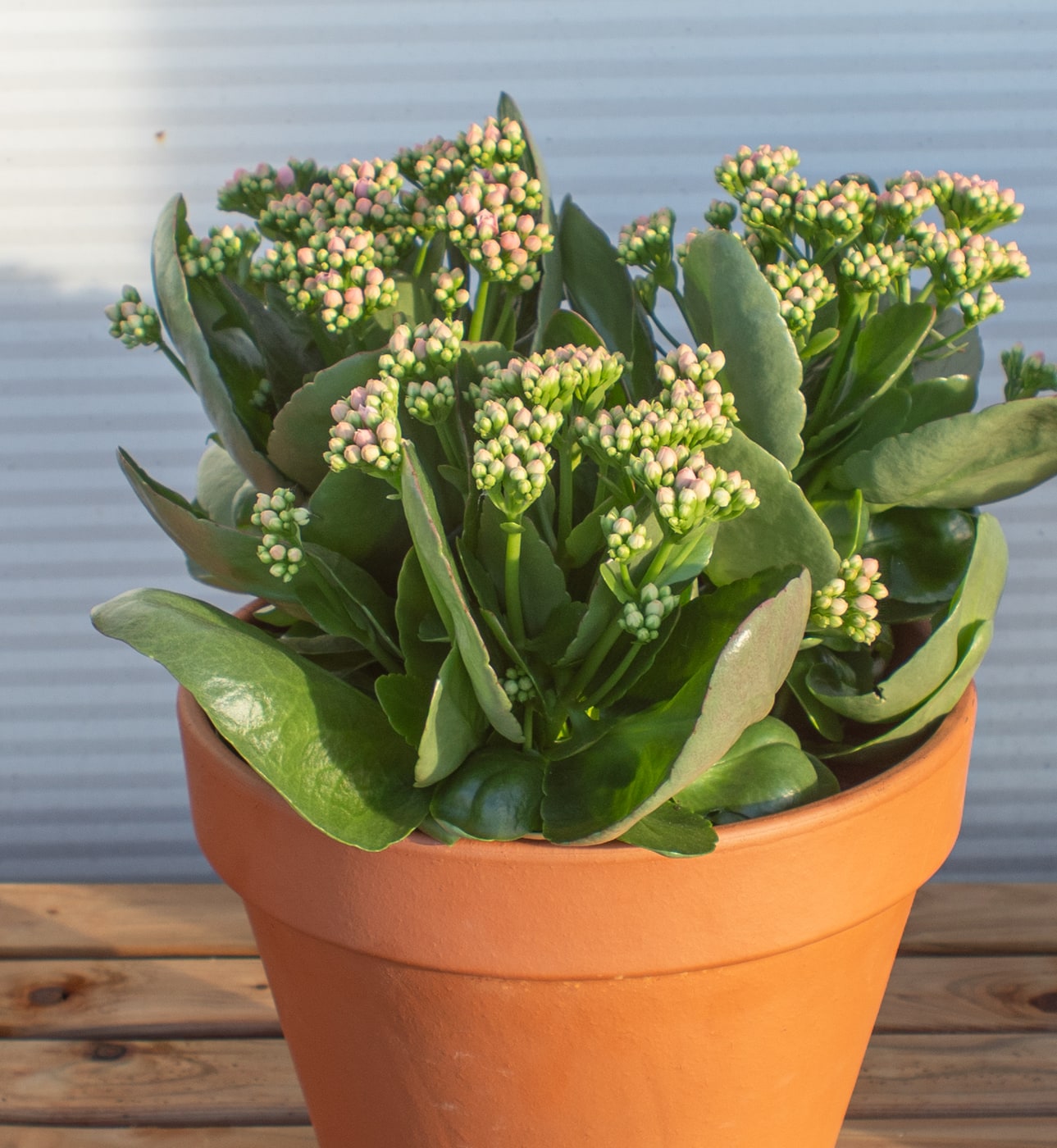 The same plant shot on a Full-frame sensor — sharper, cleaner and richer in colour