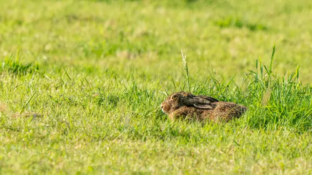 A European hare crouched low in green spring grass