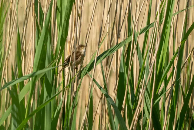 A small reed warbler perched on a stem within dense green and golden reeds