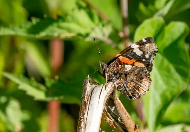 A red admiral butterfly resting on a broken stem amid green foliage