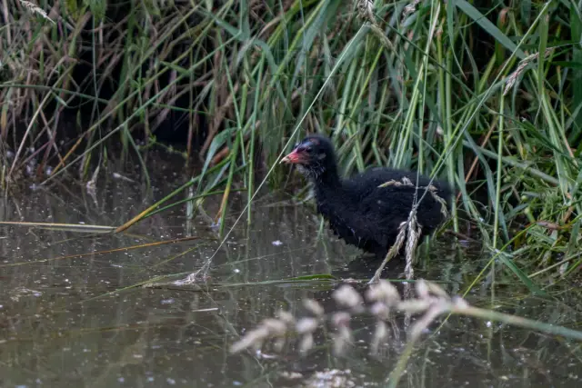 A downy moorhen chick wading through shallow water at the edge of tall green reeds.