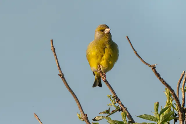 A European greenfinch perched on a twig in warm morning light