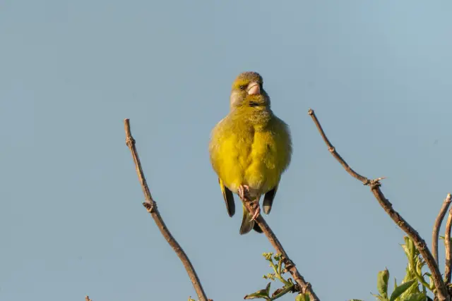 A European greenfinch perched on a bare twig against a clear sky