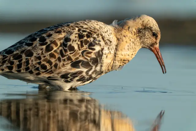 Close-up of a ruff wader reflected in still shallow water at golden hour