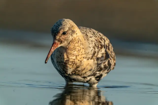 A ruff wader in mottled plumage standing in shallow water at golden hour