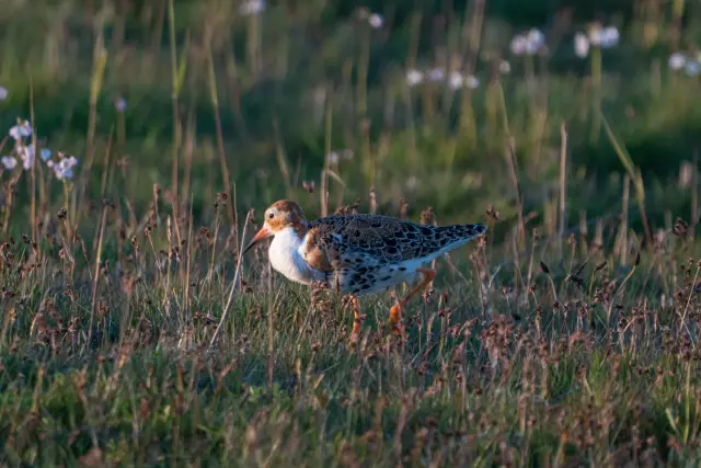 A ruff wader walking through a flowering meadow in warm golden light