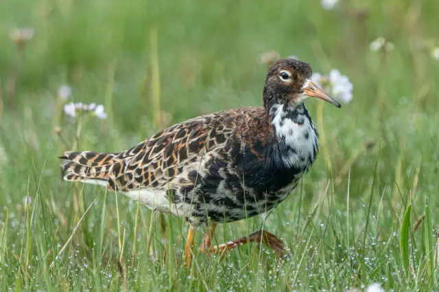 A male ruff in breeding plumage walking through a dewy meadow