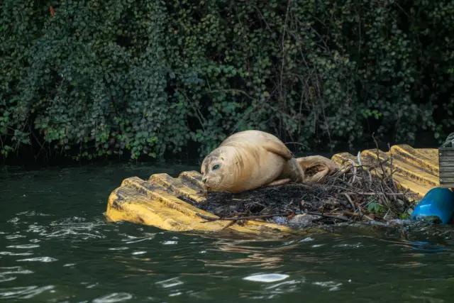 A harbour seal hauled out on a yellow floating pontoon in a leafy waterway