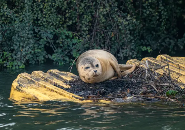 Close-up of a harbour seal resting on a yellow pontoon, looking toward the camera.