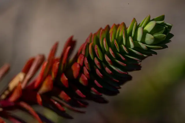 Close-up of a sedum shoot with red-edged green leaves