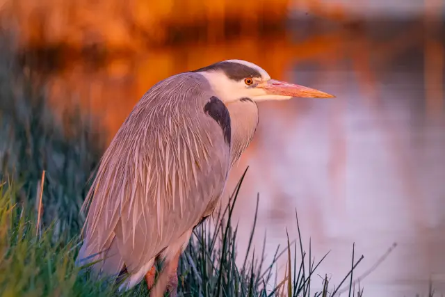 A grey heron standing in grass by the water's edge, lit by warm golden-hour light.