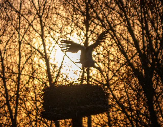 Silhouette of a stork landing on its nest platform against a glowing sunset sky
