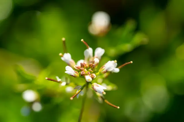 Macro of a delicate white cress wildflower cluster against a green bokeh background