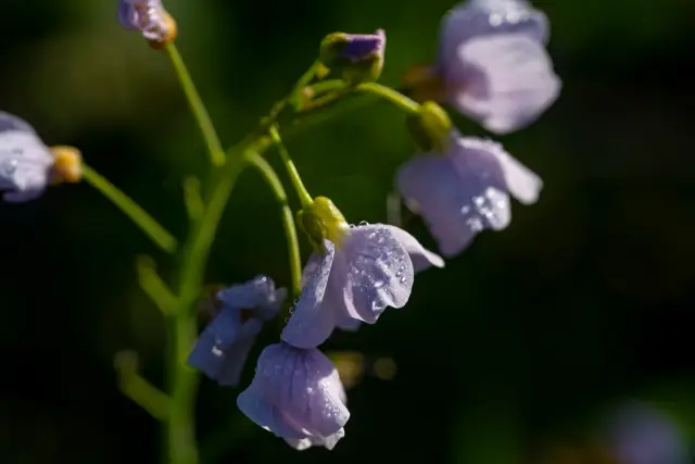 Macro of pale lilac cuckoo flowers covered in morning dew