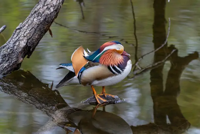 A colourful male mandarin duck preening while perched on a log above still water.