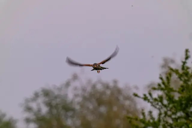 A common kestrel in flight with wings outstretched against an overcast sky.