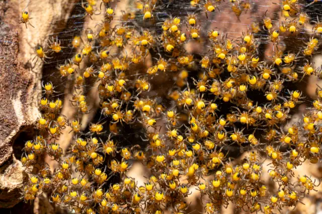 A dense cluster of tiny yellow garden-spider hatchlings gathered on their web.