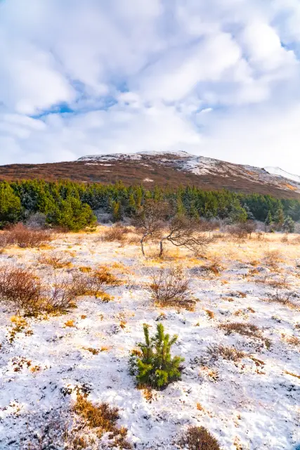 A small pine sapling on a snow-dusted mountainside with forest and a peak behind