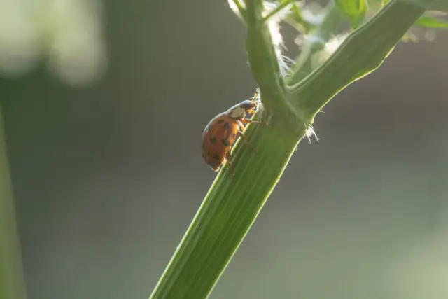 Macro of a ladybird climbing a backlit green stem