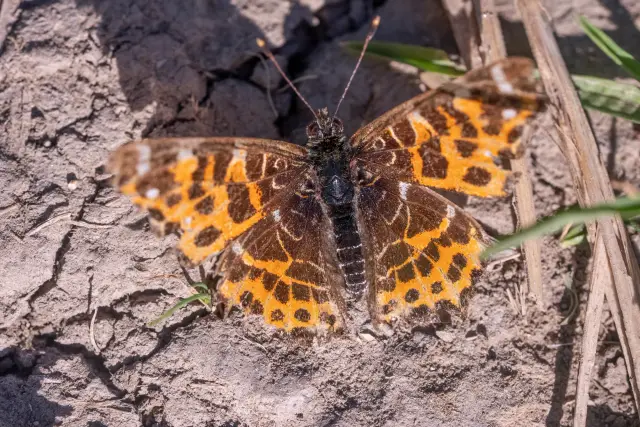A map butterfly resting with open wings on cracked earth