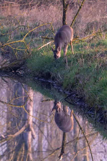 A roe deer grazing on a grassy bank mirrored in still water at dawn