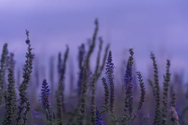 Purple speedwell flower spikes in a misty meadow under a soft lilac sky.