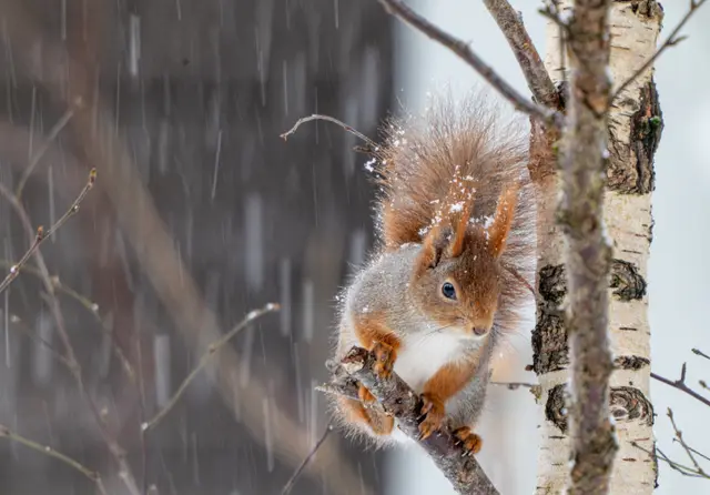 A red squirrel clinging to a tree trunk among bare winter branches.