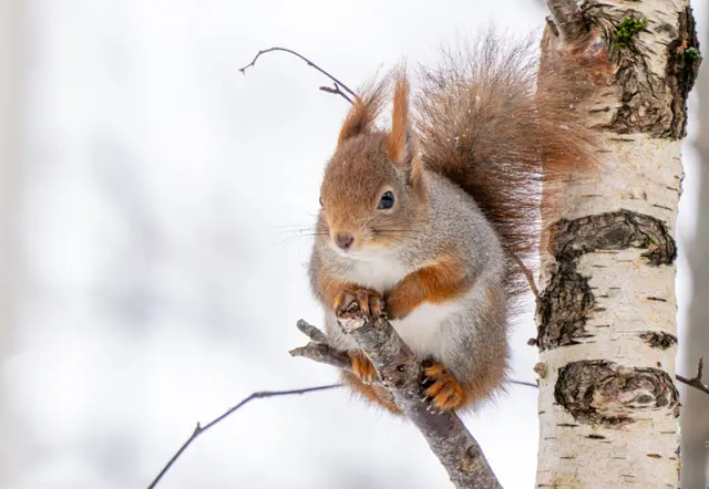 A red squirrel perched on a birch branch, holding food in its paws.