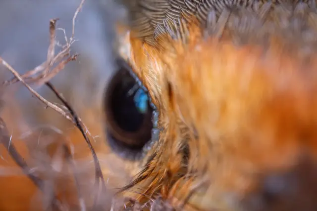 A European robin peering through fine twigs in soft light.