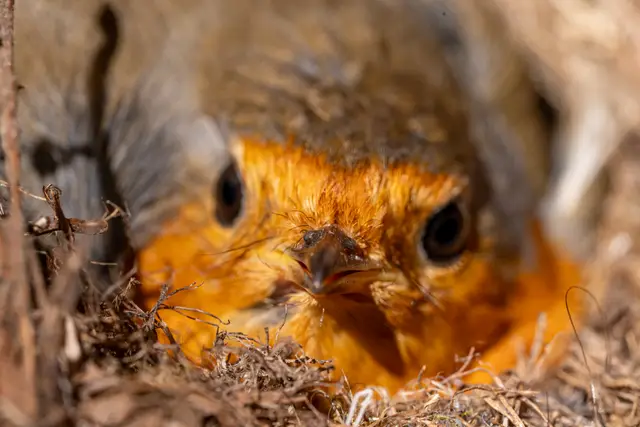 A close-up of a European robin's vivid orange face and dark eye.