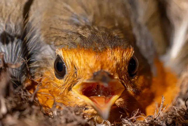A European robin with its beak open, calling from the nest.