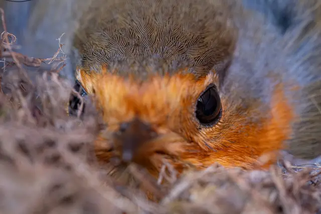 A tight frontal portrait of a European robin.