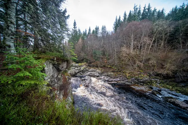 A stream winding through Scottish woodland.