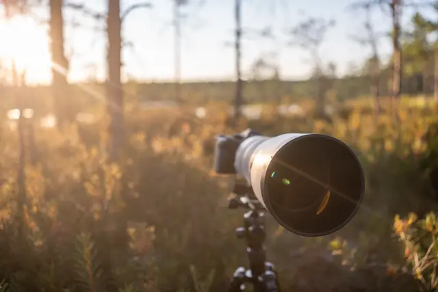Warm evening light through an Estonian forest.