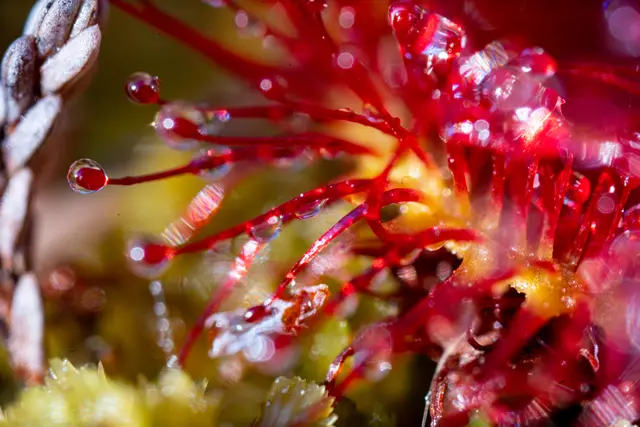 A close-up of a red sundew plant.