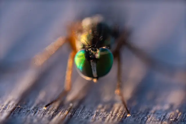 A fly resting on weathered wood.