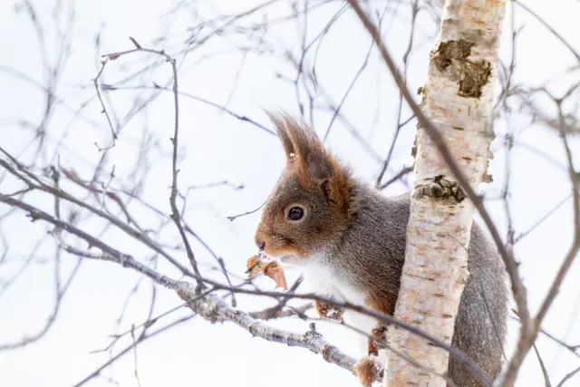 A red squirrel peering out from behind a birch trunk in winter.
