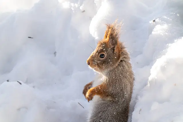 A Eurasian red squirrel sitting upright in fresh snow with its paws tucked to its chest.
