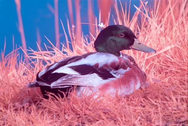 A mallard duck amid infrared-pink foliage.