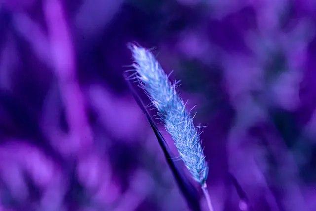 Fine grass fluorescing under ultraviolet light.