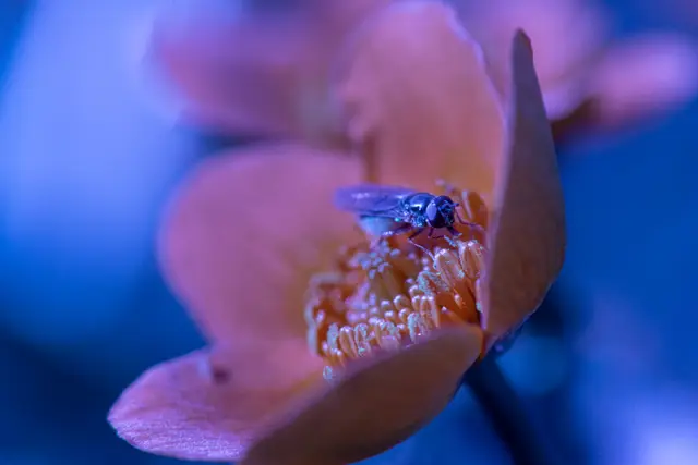 A bloom fluorescing in ultraviolet light.