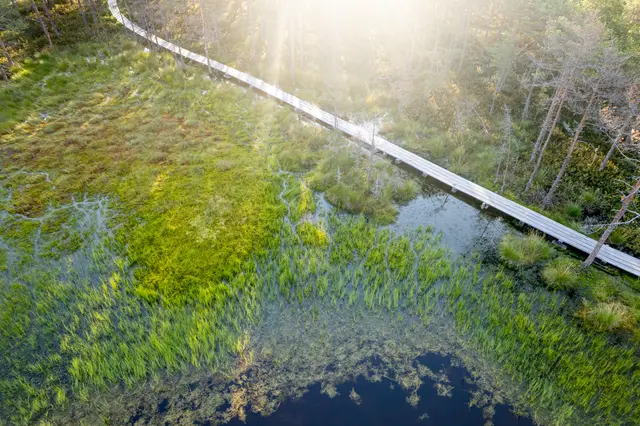 An aerial view of a green Estonian bog laced with water channels.