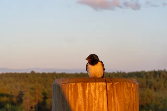 A bird perched on a wooden post in a field at sunset.