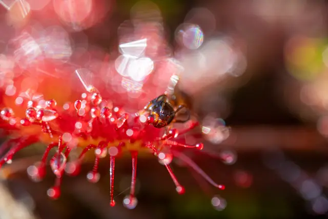 A red carnivorous sundew plant glistening with dew.